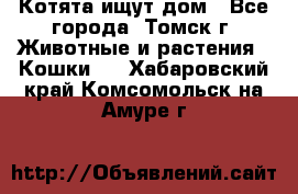 Котята ищут дом - Все города, Томск г. Животные и растения » Кошки   . Хабаровский край,Комсомольск-на-Амуре г.